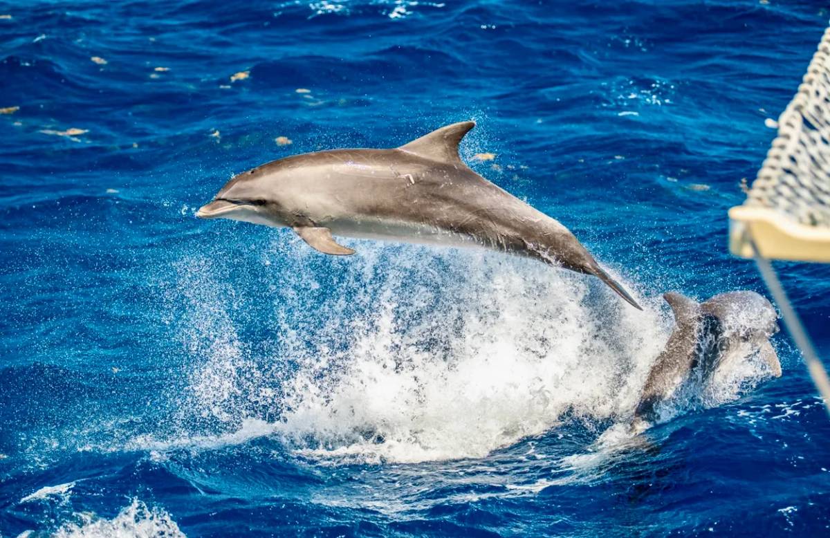 Avistando delfines