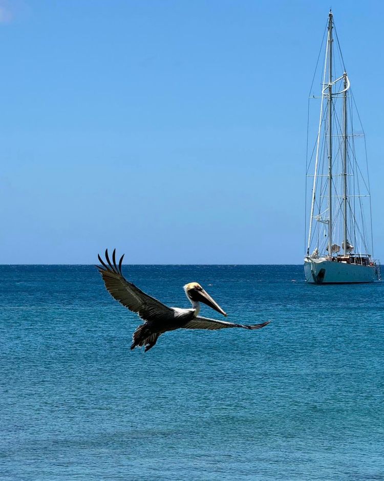 Fauna del Caribe en el mar